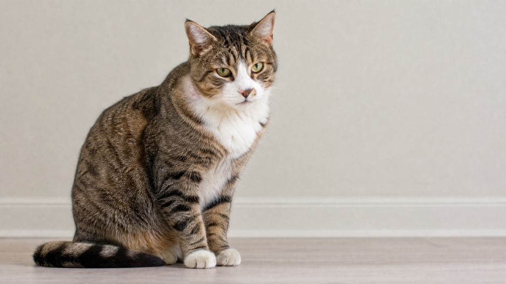is lavender plant safe for cats