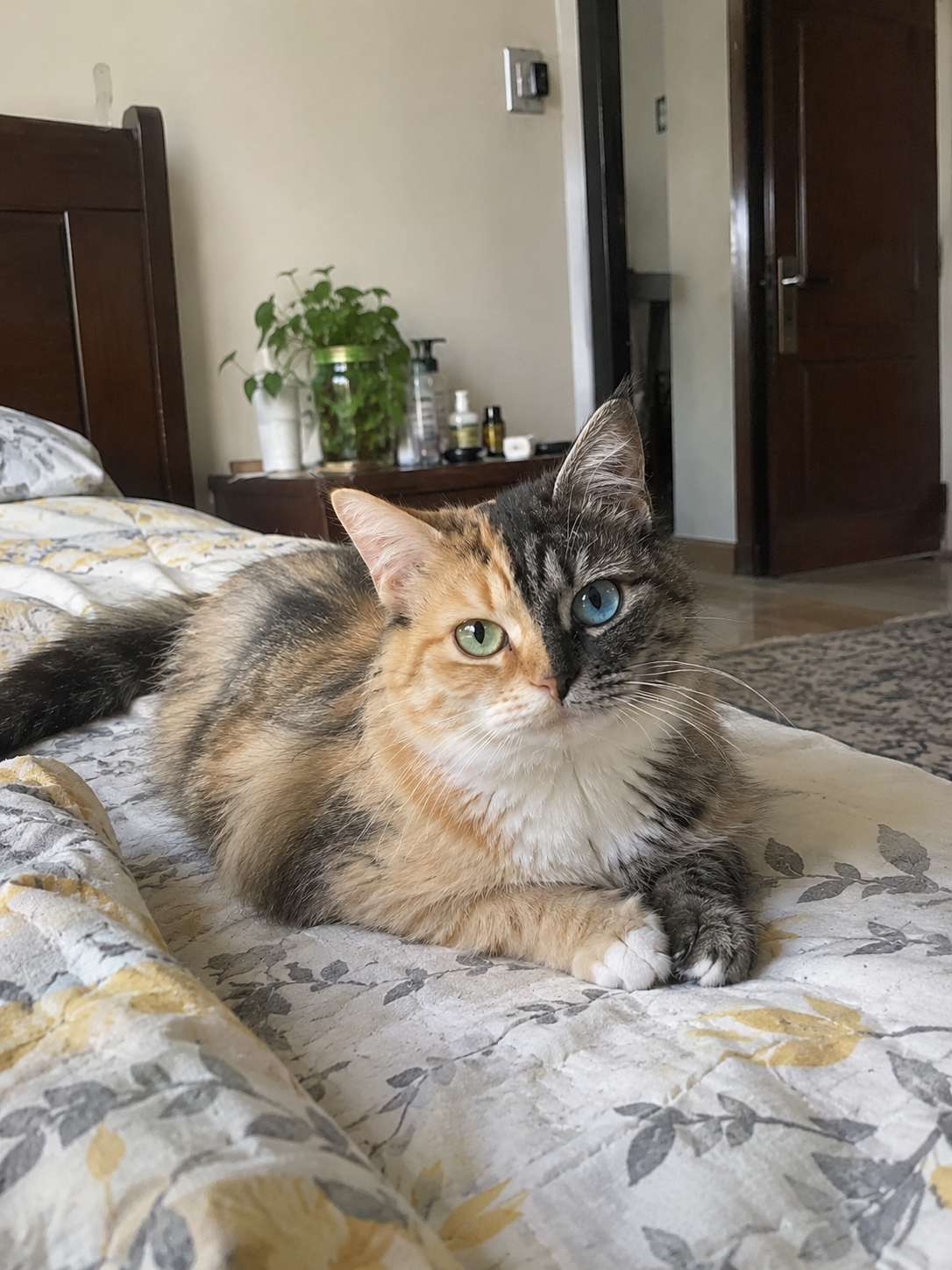 Luna relaxing indoors with her distinctive two-sided facial pattern clearly visible.