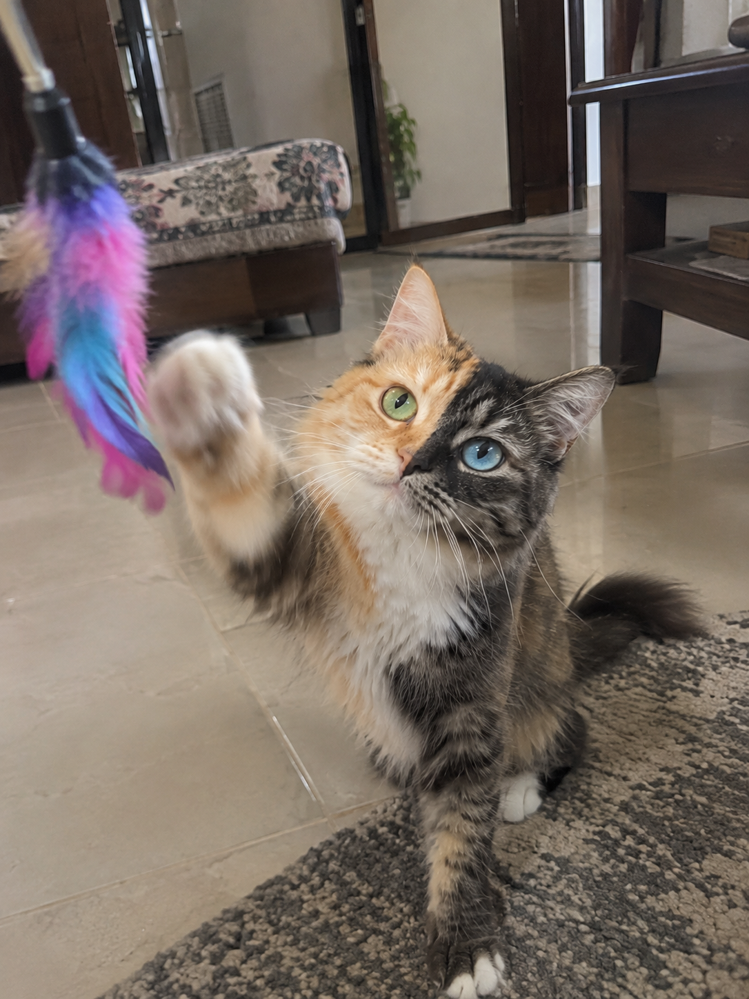 Luna playing with a toy indoors while looking toward it with her unusual facial markings visible.