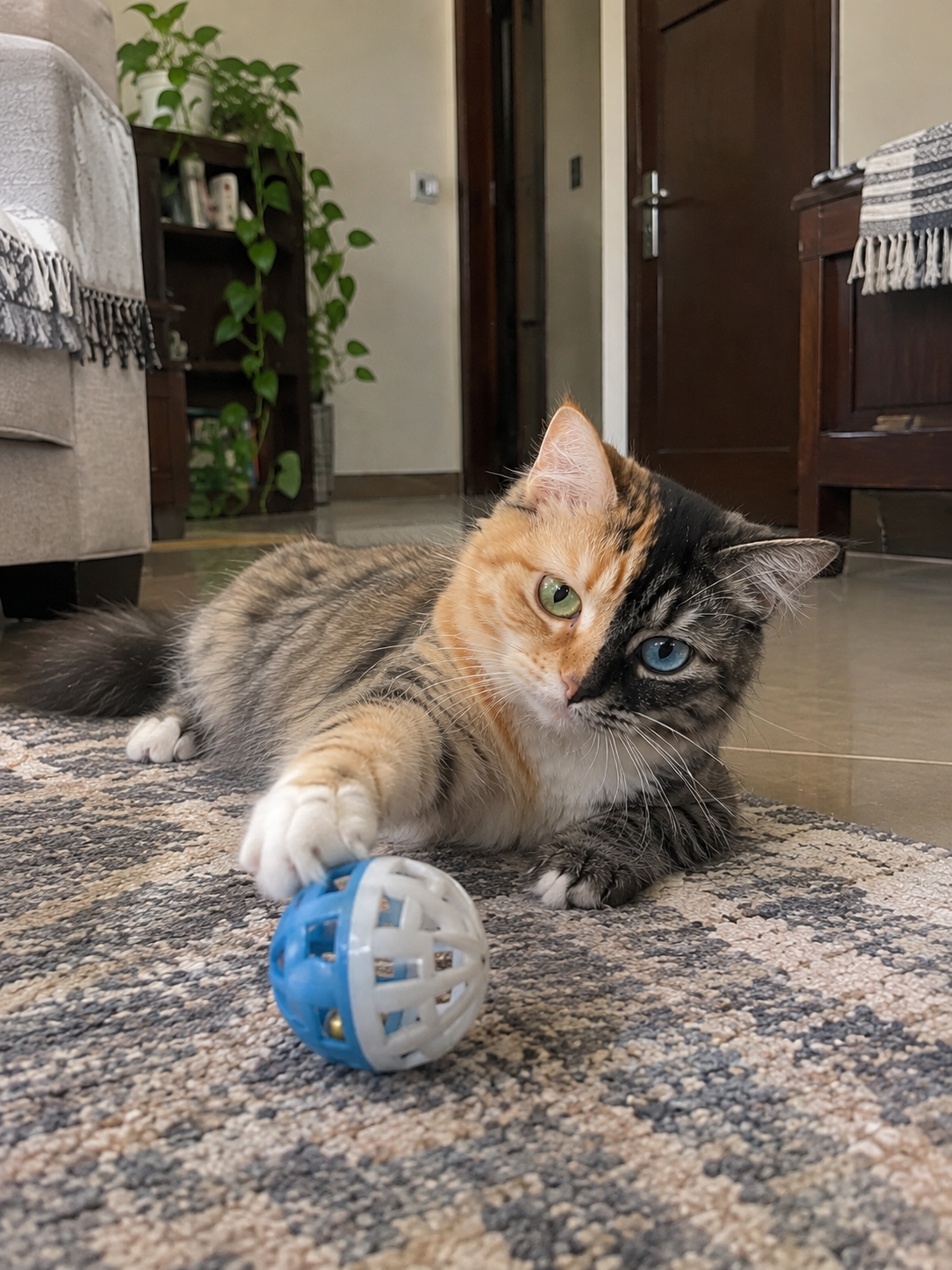 Luna gets ready for another round of chasing her favorite ball.
